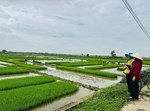 Chi cục Trồng trọt và Bảo vệ thực vật tăng cường bám sát cơ sở, chỉ đạo đẩy nhanh tiến độ gieo cấy lúa vụ Mùa năm 2026